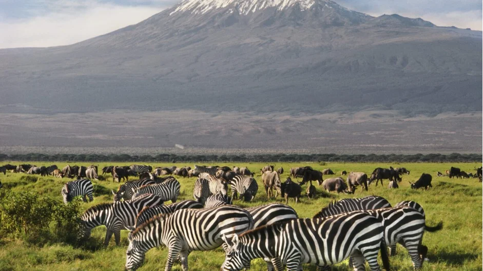 Zebras at a National Park Giants in Amboseli